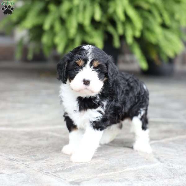 Marla, Cavapoo Puppy